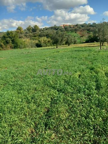 هكتار محفظ للبيع 45 مليون قابل للنقاش - 2