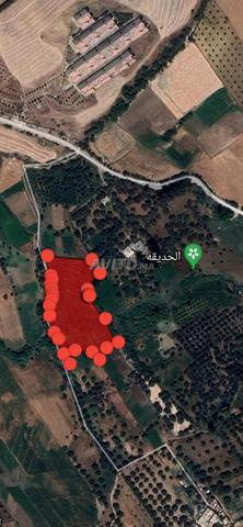 هكتار تيتر فونصي مزروع زيتون 45مليون قابل للنقاش 