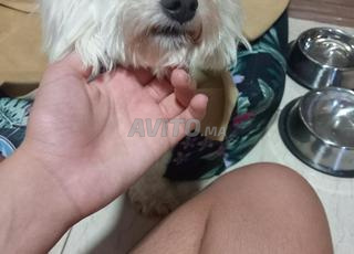 Le chien bichon frisé