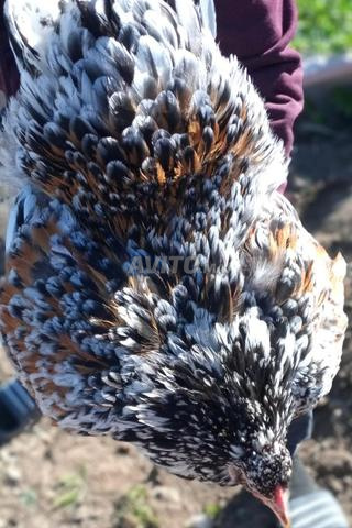 براهما بورسولان ميلفلور بيض ملقح