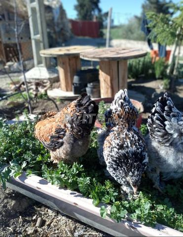 Oeufs fécondés Brahma Porcelaine Millefleur - 2