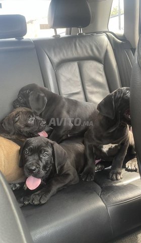  Cane corso pedigree 