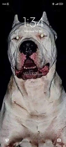 Dog argentin 