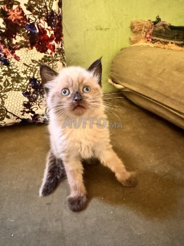 Chat siamois 