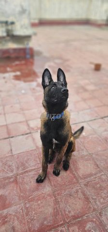 chien malinoi