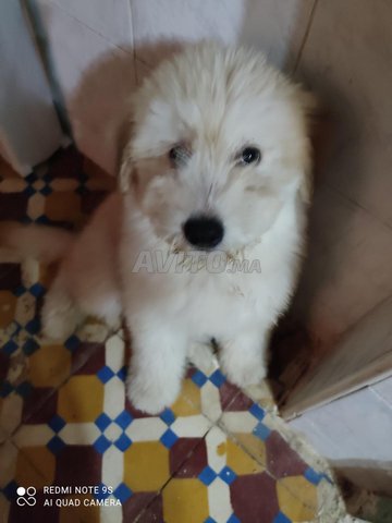 caniche bichon maltais