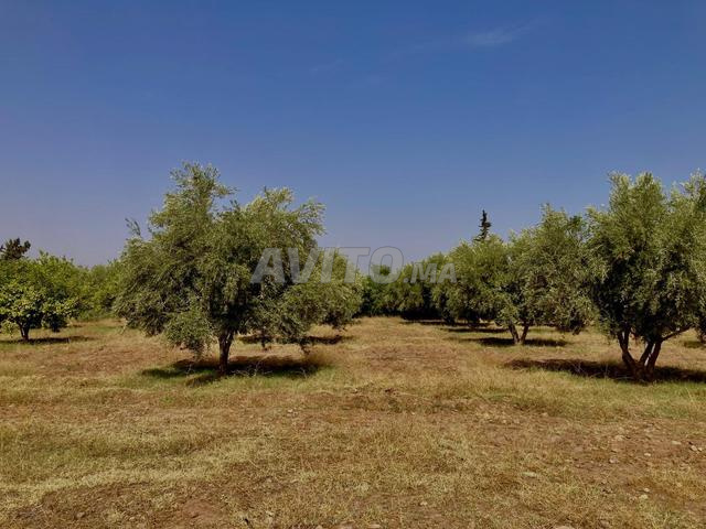 Terrain à Vendre Route Tahanaoute - Chrifia - 2