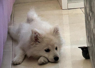 spitz allemand petit avec carnet de vaccination