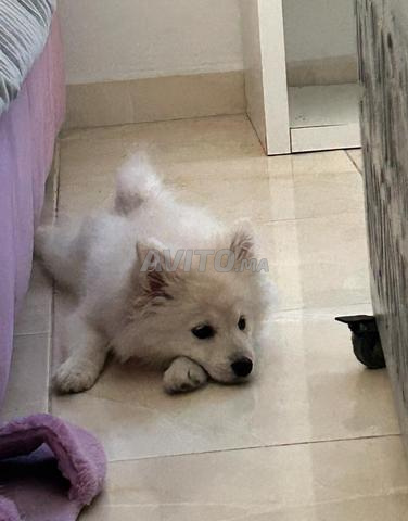 spitz allemand petit avec carnet de vaccination