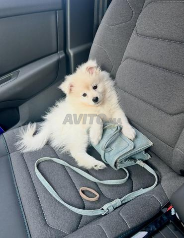 spitz allemand petit avec carnet de vaccination - 2