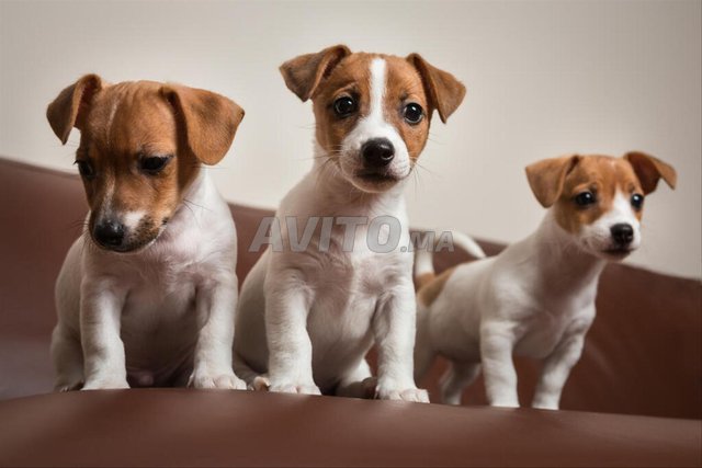 jack Russel 
