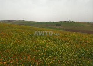 أرض فلاحية تيتر على الشانطي نواحي الجديدة 