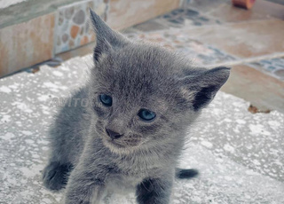 Chats chartreux à vendre 