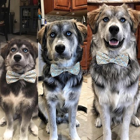 Chiots croisés Golden Retriever X Husky