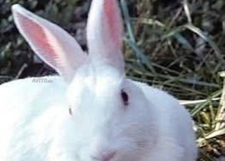 achat de lapins new zelandais race pure