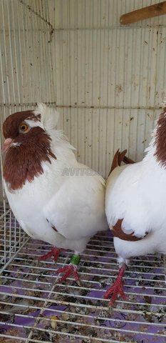 Pigeon de race à vendre