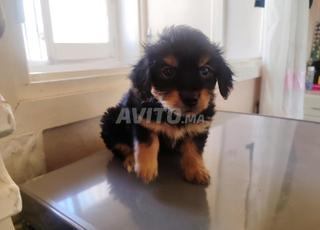 Yorkshire et bichon havanais 