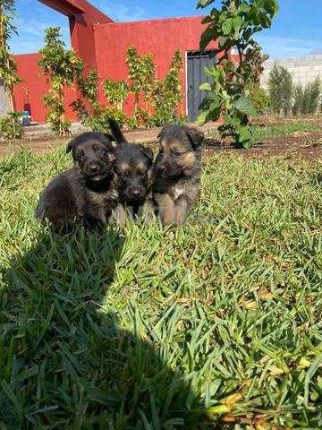 chien berger allemand pure race  - 2