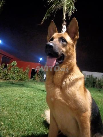 chien berger allemand pure race 