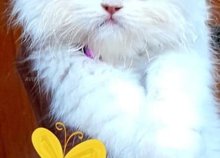 Chat persan pure race agé de 2mois et demi