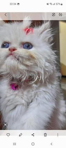 Chat persan pure race agé de 2mois et demi - 2