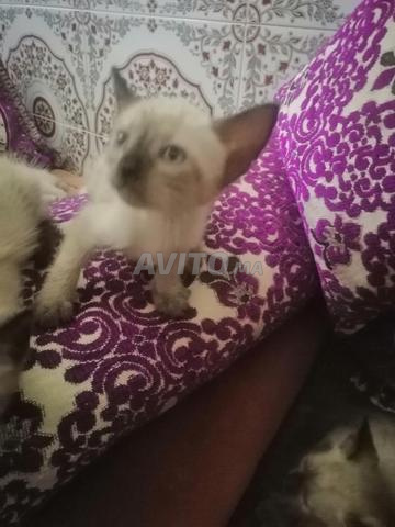 بيع اثنان قطط سلاله الصيامي واحد قطة وقط واحد.