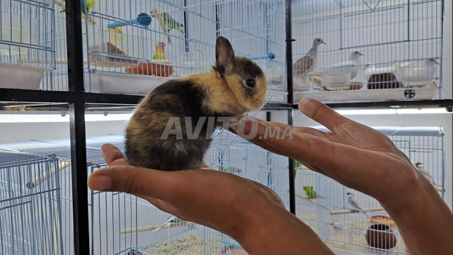 lapin miniature