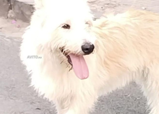 Chien écossais à vendre