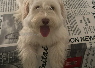 كانيش / kanich royal 