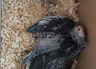 فروخا كوكتيل للدريساج 