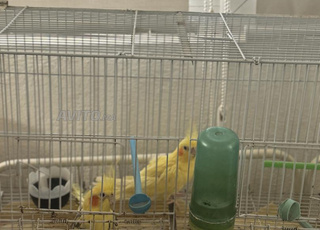 2 calopsites oiseaux