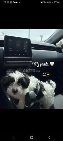 Bichon dog panda