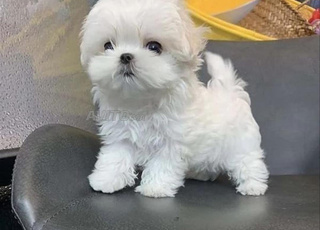 Bichon maltais nain