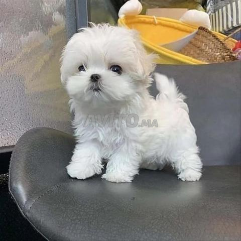 Bichon maltais nain