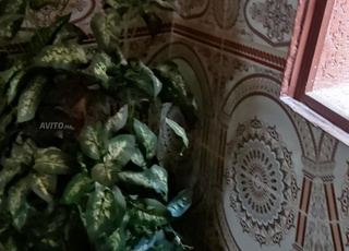 appartement chari3e lmnzah 