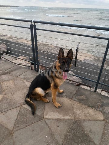 chien berger Allemand cassé 
