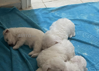 Petit chiot Bichon maltais 