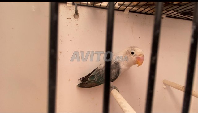 OISEAUX FICHER