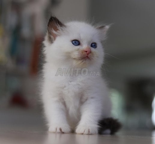 Chaton ragdoll avec pedigree wcf 