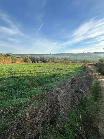 همزة هكتار محفض مزروع زيتون قرب مكناس  - 2