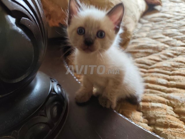 chat siamois a vendre