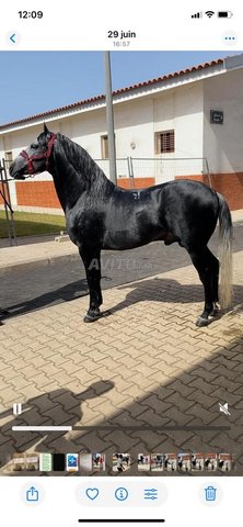 un cheval Barbe