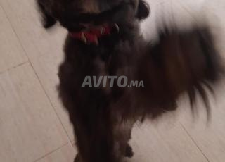 peutit chien trés adorable 