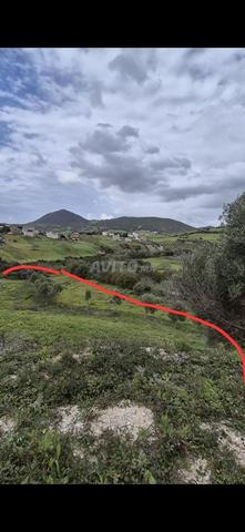 🏡 Terrain à vendre à Ksar Sghir - Zone Farsioua 🏞️