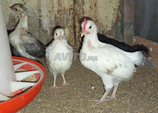 كوكلي خليط اسطرالوب فيومي ذهبي والفيضي 