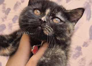  femelle British Shorthair croisée Persan