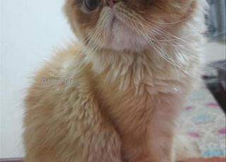 chat persian قط شيرازي