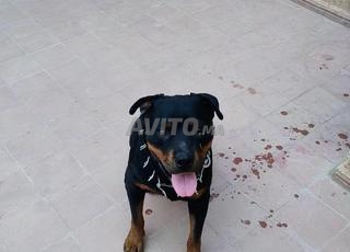 Rottweiler female 1ans
