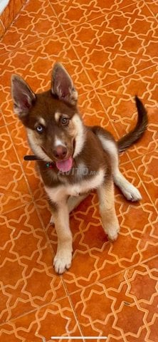 Magnifique chiot Husky x Berger Allemand royal