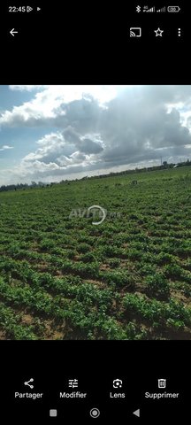 فيرمة للكراء بمشرع بلقصيري 